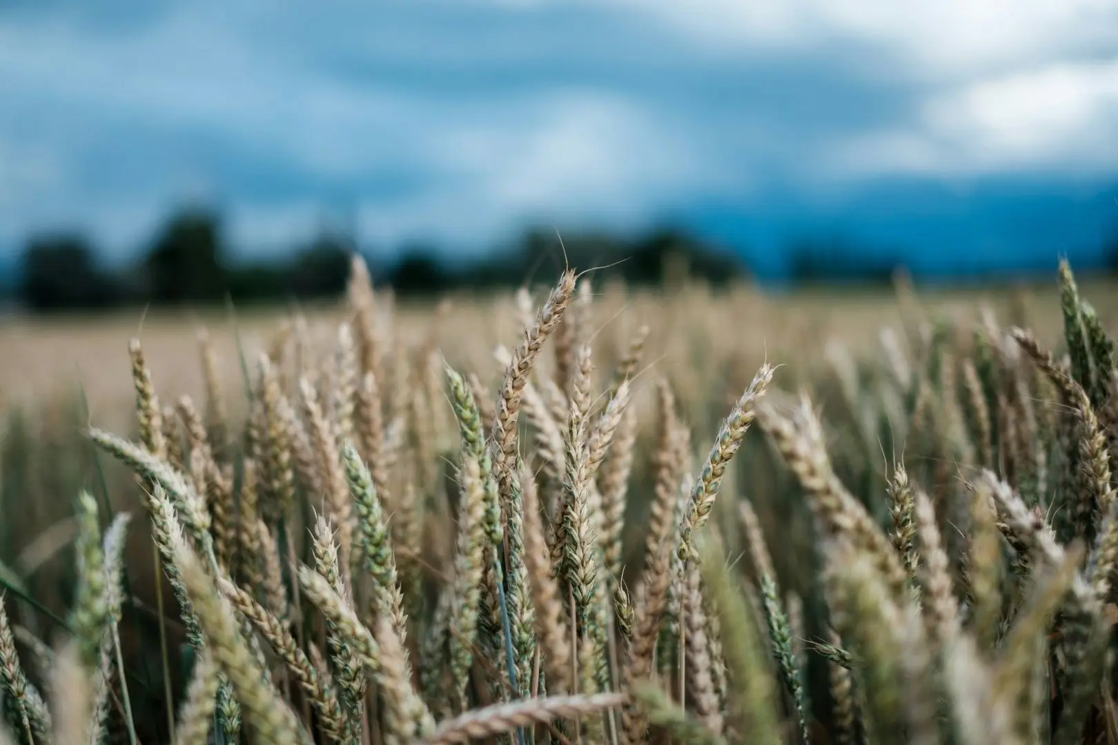 Plants in a field